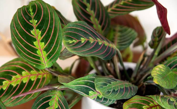 ilustrasi prayer plant (www.thespruce.com)
