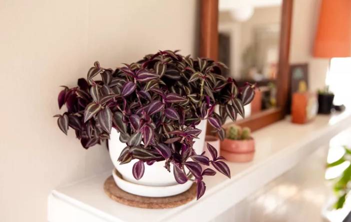 ilustrasi tanaman tradescantia zebrina (www.thespruce.com)