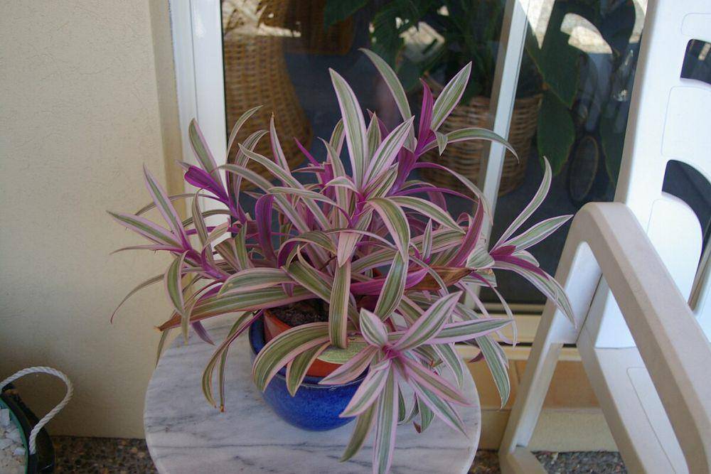 potret tradescantia spathacea (commons.wikimedia.org/John Robert McPherson)
