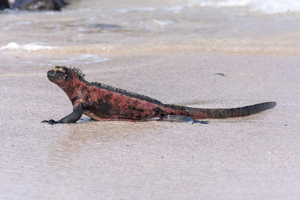 4 Reptil di Kepulauan Galapagos, Ada yang Hidup di Daerah Vulkanik