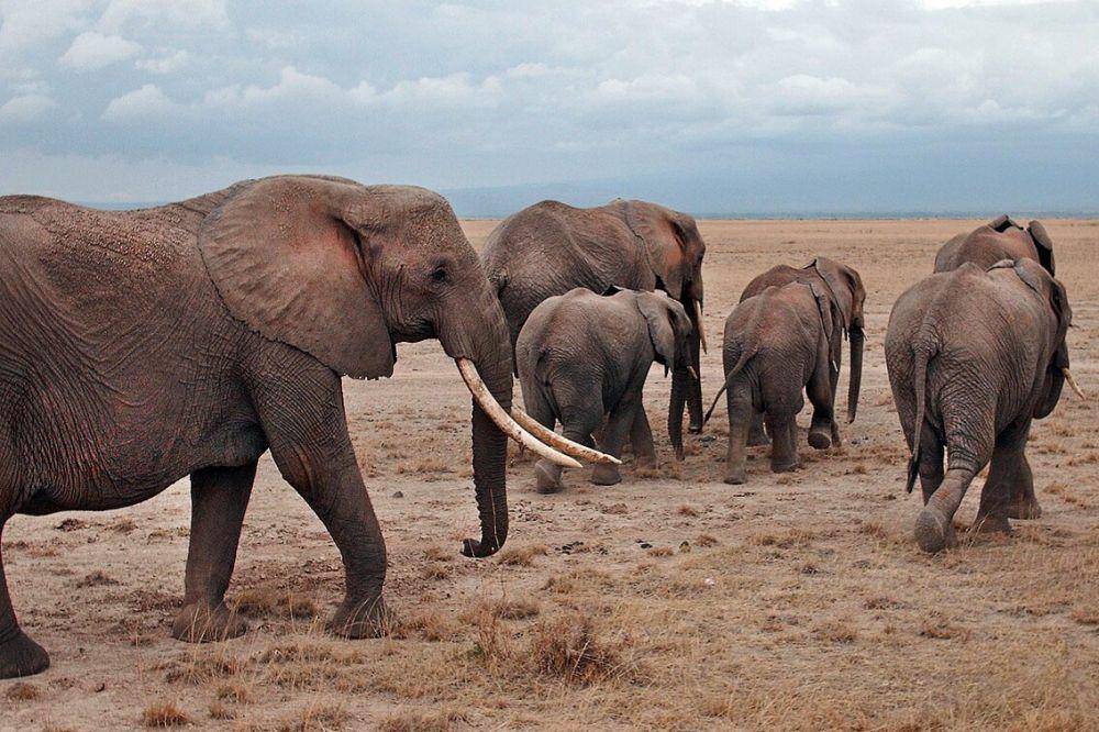 kawanan gajah di Kenya (commons.wikimedia.org/Sandro Senn)