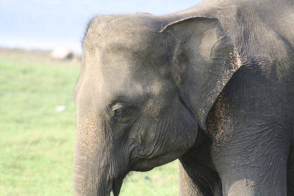 potret gajah (commons.wikimedia.org/shankar s.)