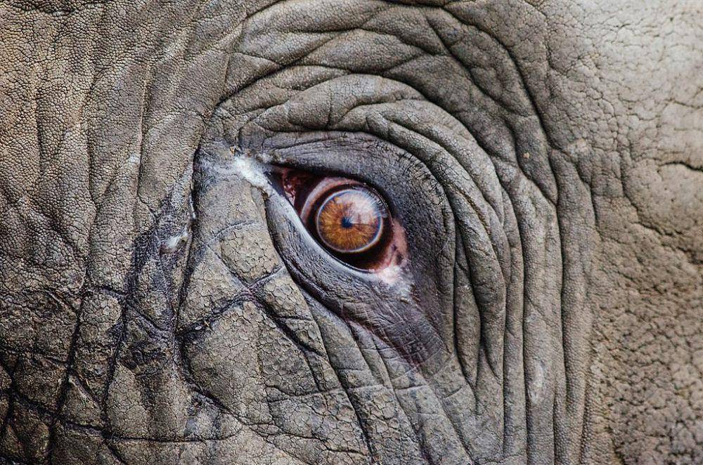 cairan yang keluar dari mata gajah (commons.wikimedia.org/Mathias Appel)