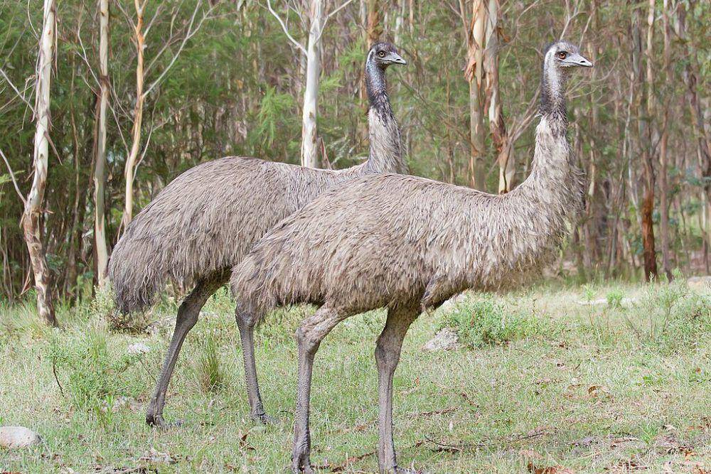 Burung emu (commons.wikimedia.org/JJ Harrison)