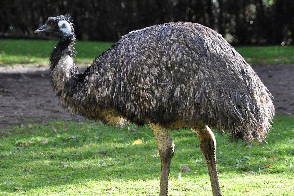 Burung emu memiliki otot betis yang kuat (commons.wikimedia.org/Quartl)