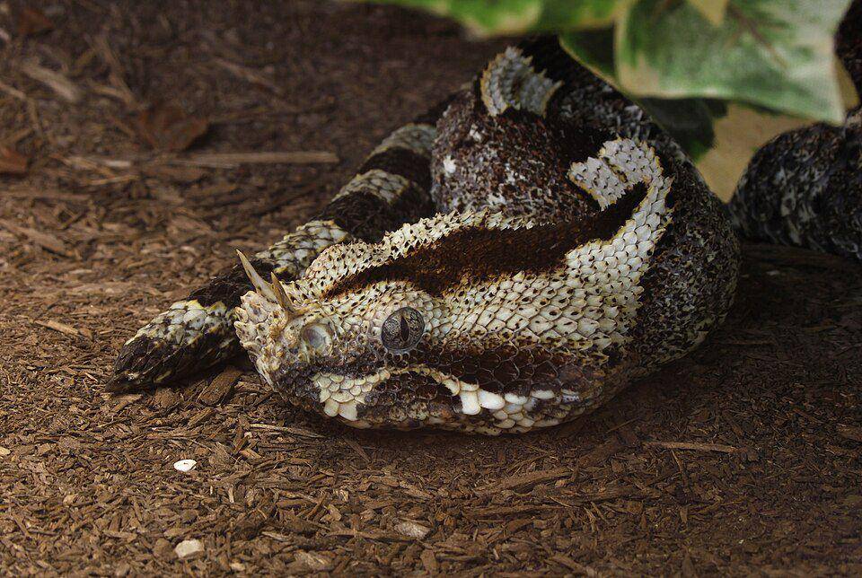 ilustrasi Bitis nasicornis (commons.wikimedia.org/Holger Krisp)