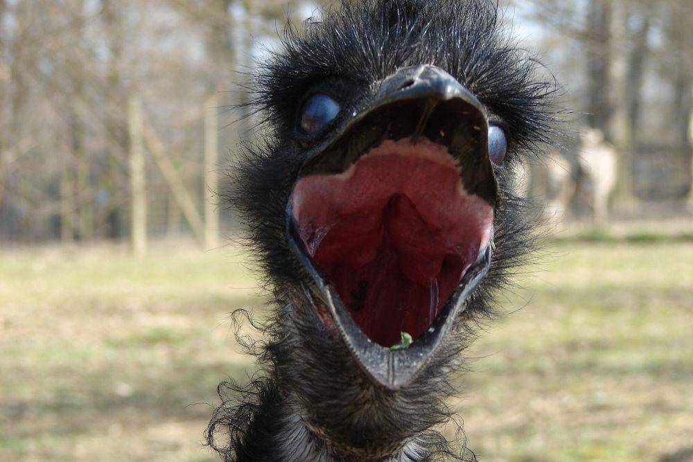 Burung emu (commons.wikimedia.org/Christian Jansky)