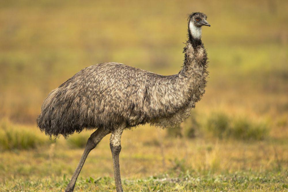 6 Fakta Menarik Burung Emu, Bisa Puasa Makan hingga Berminggu-Minggu!