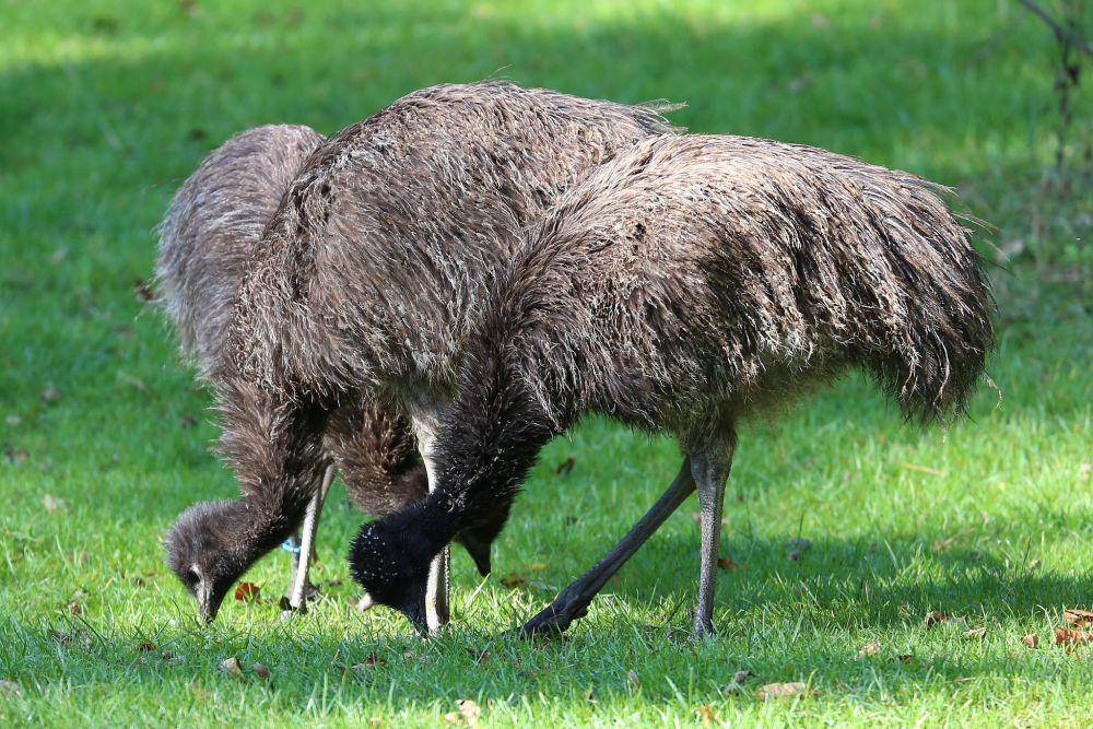 Burung emu (commons.wikimedia.org/Rufus46)