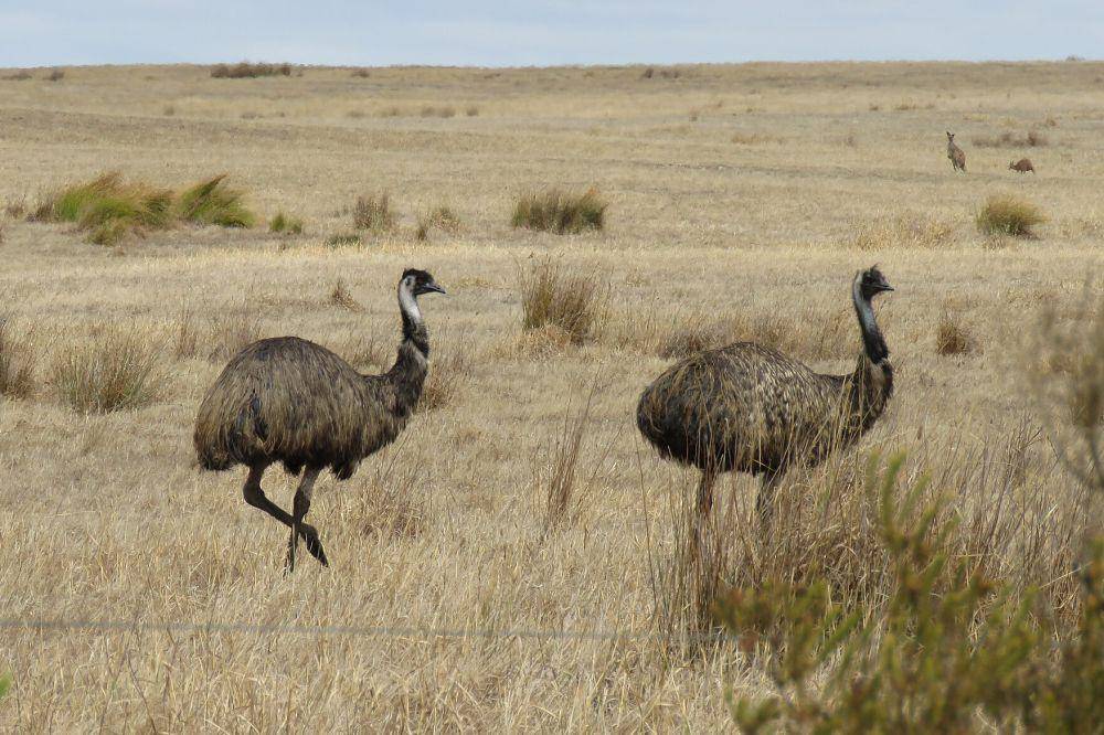 Burung emu (commons.wikimedia.org/Calistemon)