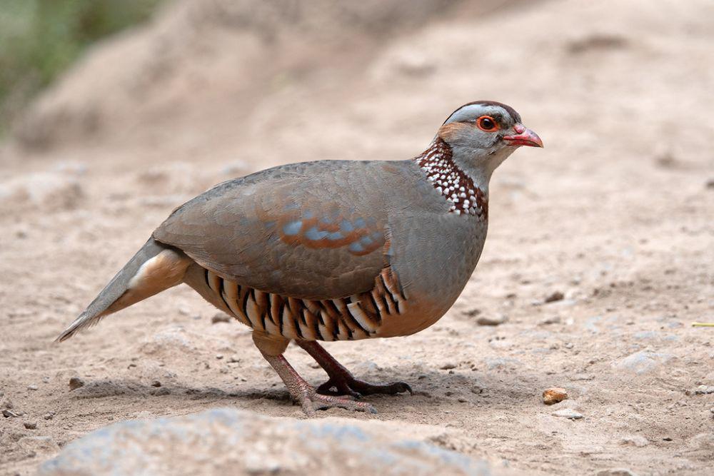 5 Fakta Menarik Barbary Partridge, Burung Kecil yang Tangguh