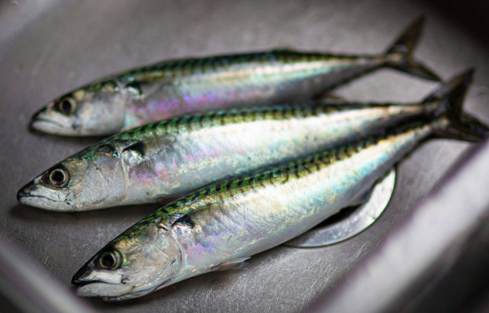 ilustrasi ikan tenggiri (unsplash.com/Ben Wicks)