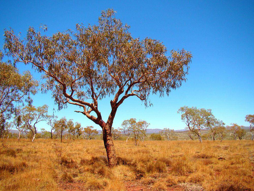 potret bloodwood tree (commons.wikimedia.org/Uspn)
