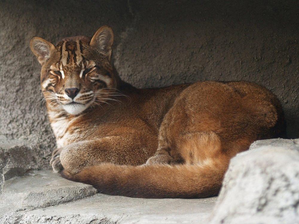 Kucing liar (commons.wikimedia.org/Donkey shot)