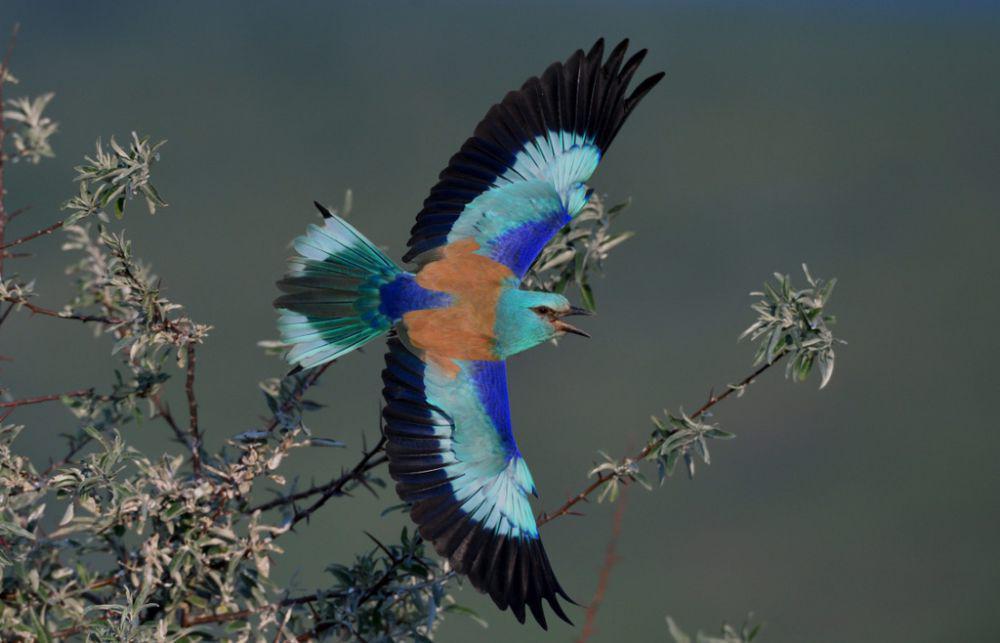 5 Fakta Menarik European Roller, Burung Ulung yang Eksotis