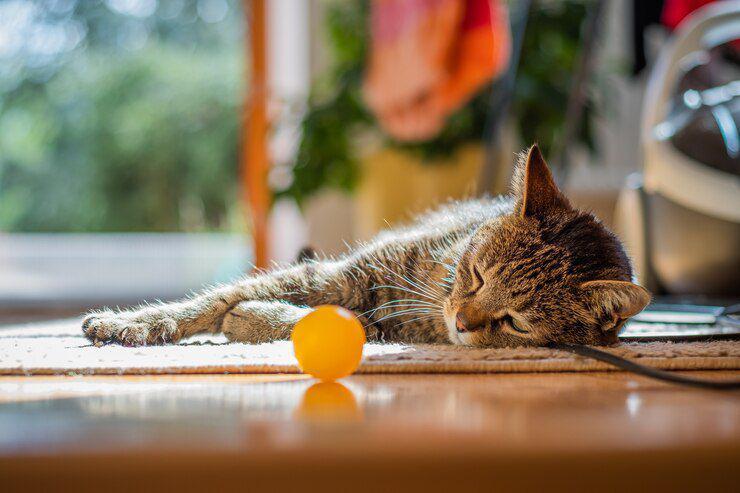 Ilustrasi kucing bosan melihat mainannya (freepik.com/wirestock)
