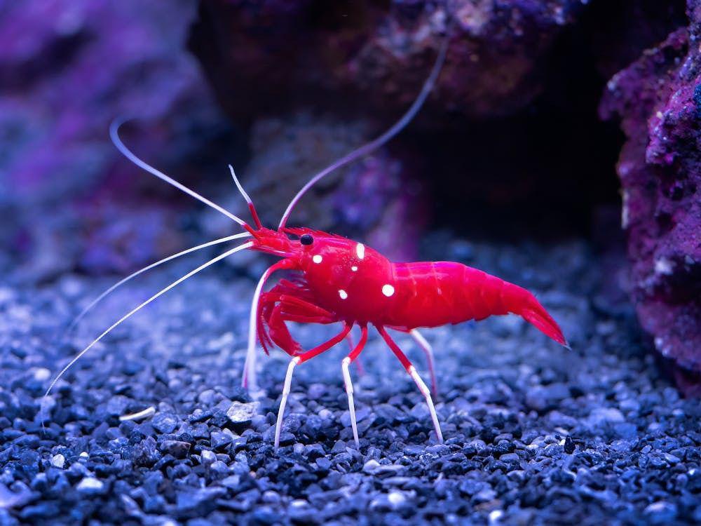 5 Fakta Menarik Arthropoda, Ada yang Bisa Hidup di Gunung!