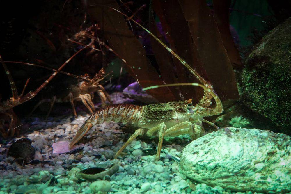 Lobster (pexels.com/Magda Ehlers)