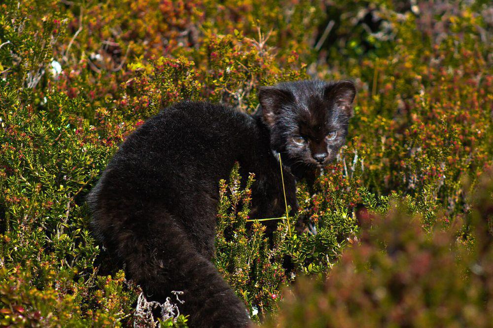 Kucing liar (commons.wikimedia.org/Parque Tepuhueico)