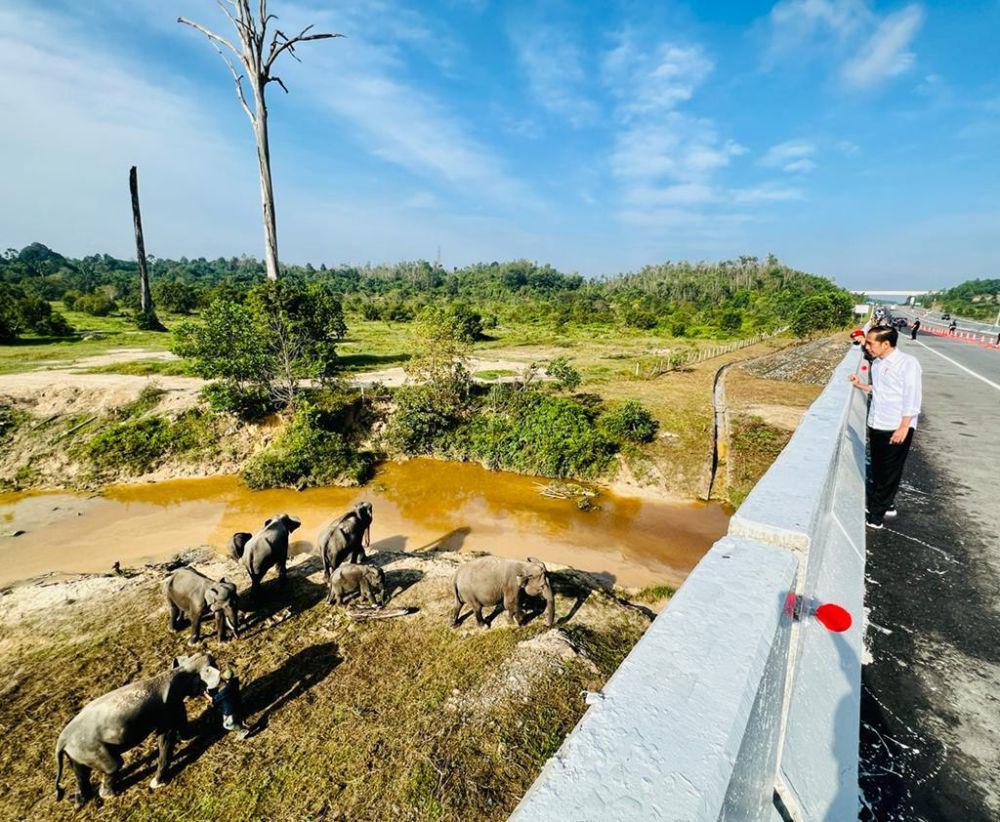5 Fakta Menarik Terowongan Gajah di Tol Pekanbaru-Dumai, Ada 6 Titik