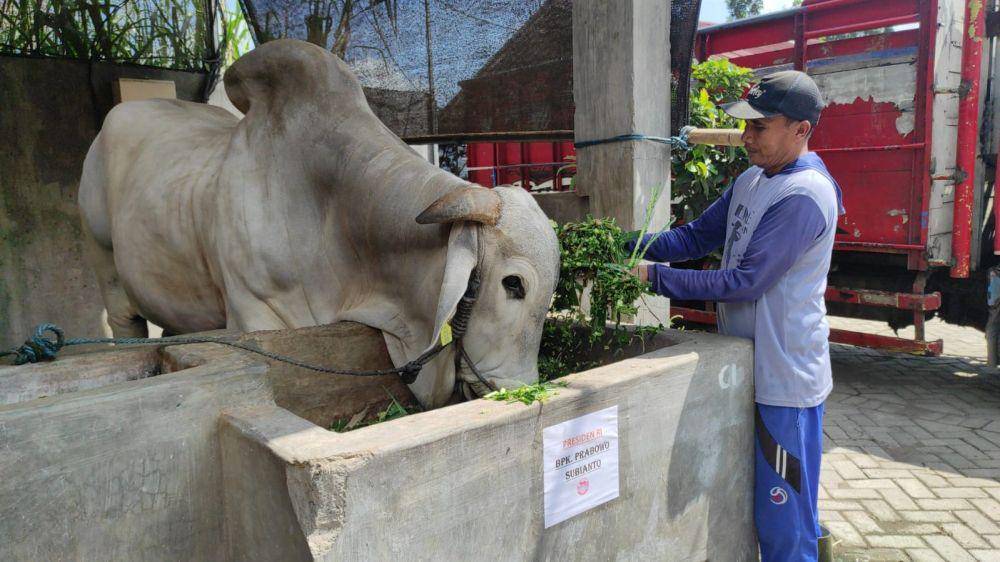 Ilustrasi sapi kurban yang dibeli Prabowo.IDN Times/ istimewa