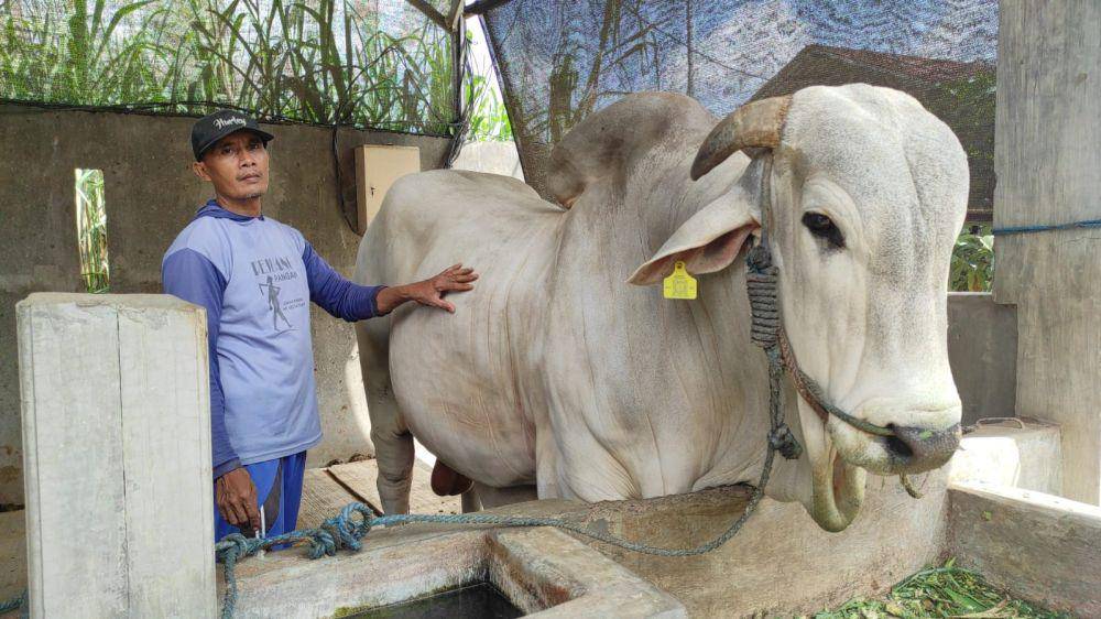 Sapi jenis PO milik peternak di Kediri yang dibeli Prabowo.IDN Times/ istimewa