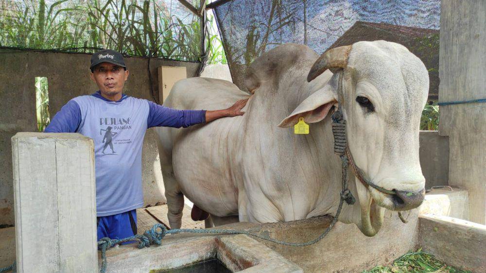 Sapi jenis PO milik peternak di Kediri yang dibeli Prabowo.IDN Times/ istimewa