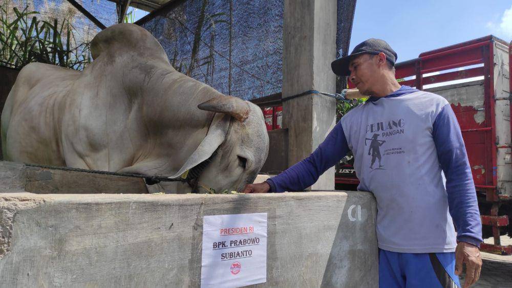 Sapi jenis PO milik peternak di Kediri yang dibeli Prabowo.IDN Times/ istimewa