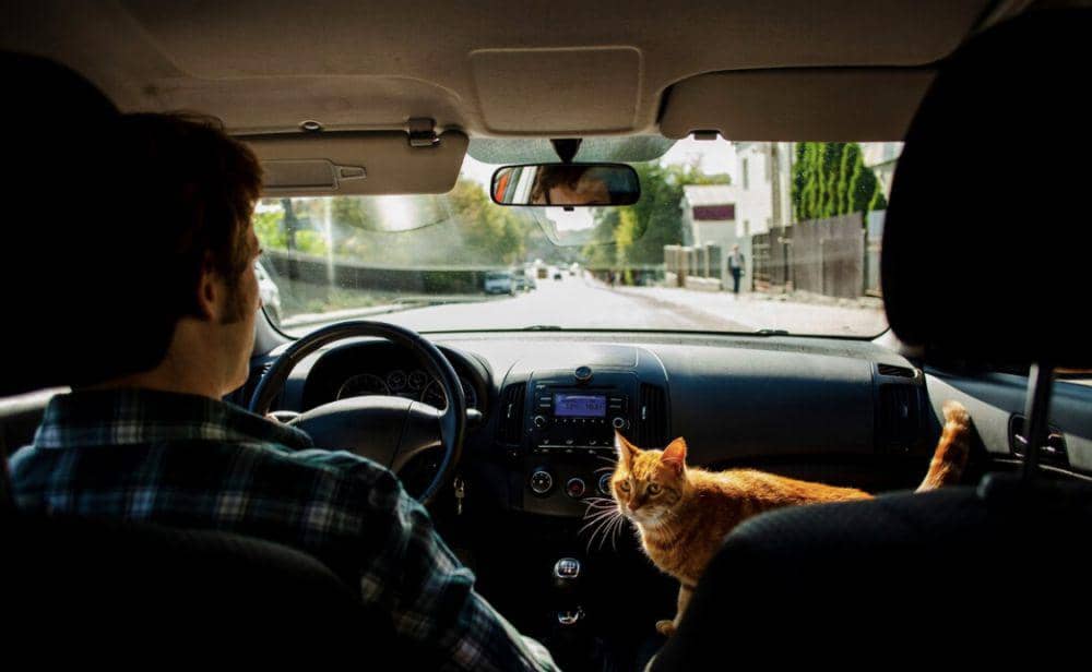 5 Tips Membawa Kucing Mudik Lebaran Naik Mobil, Bebas Stres!