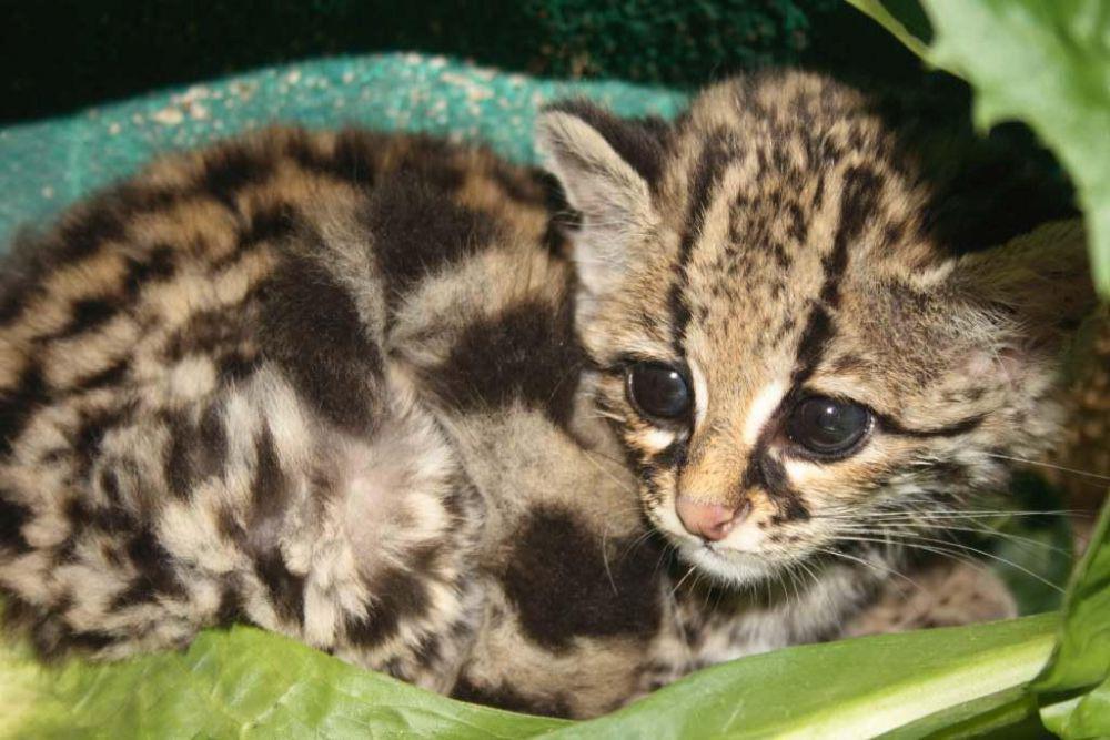 Kucing liar (commons.wikimedia.org/Juan Cruzado Cortés)