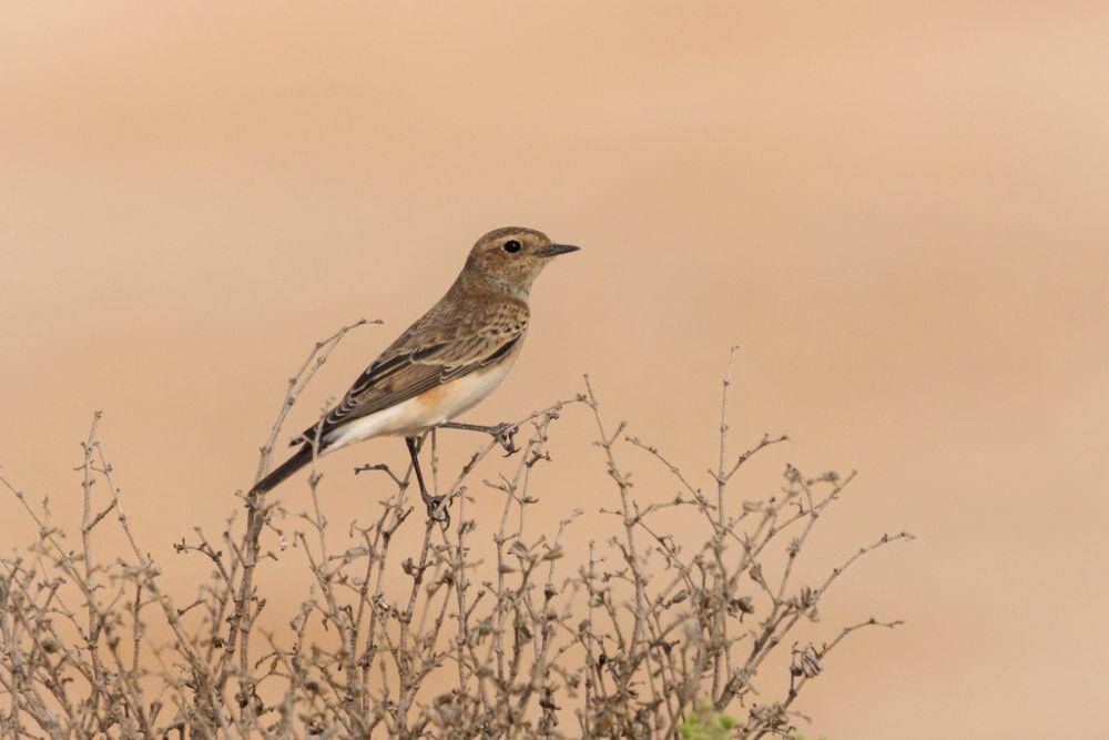 ilustrasi Oenanthe deserti (inaturalist.org/cog2022)