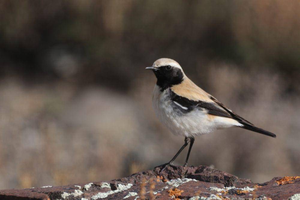 ilustrasi Oenanthe deserti (inaturalist.org/deniszhbir)