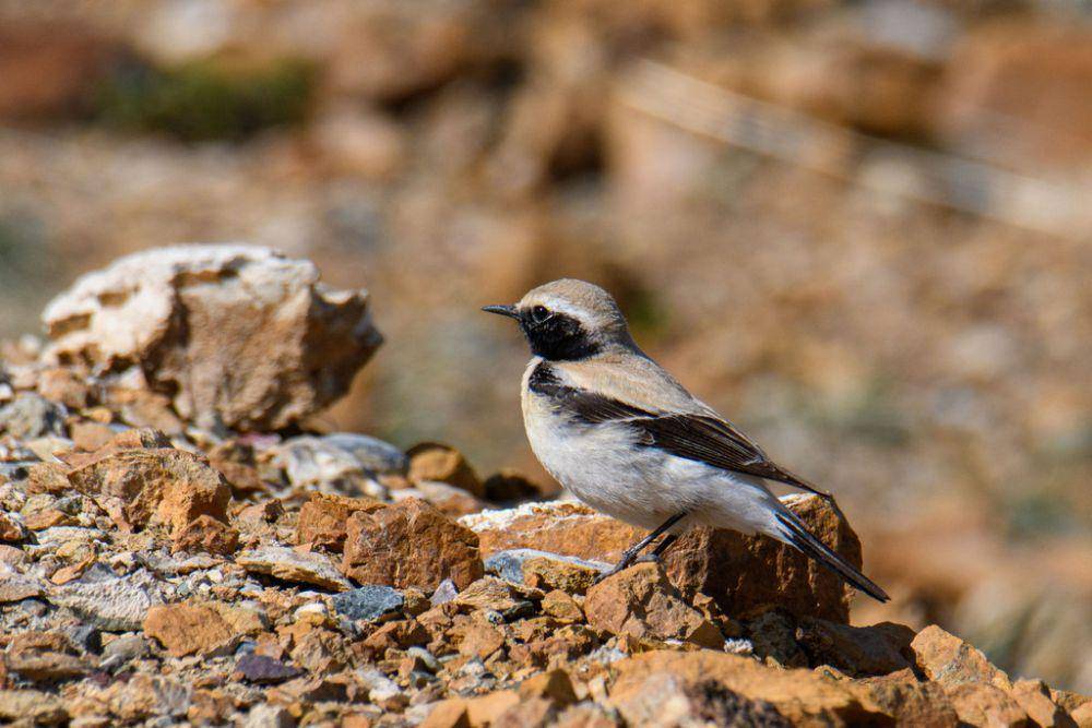 ilustrasi Oenanthe deserti (inaturalist.org/alexey1salnikov)