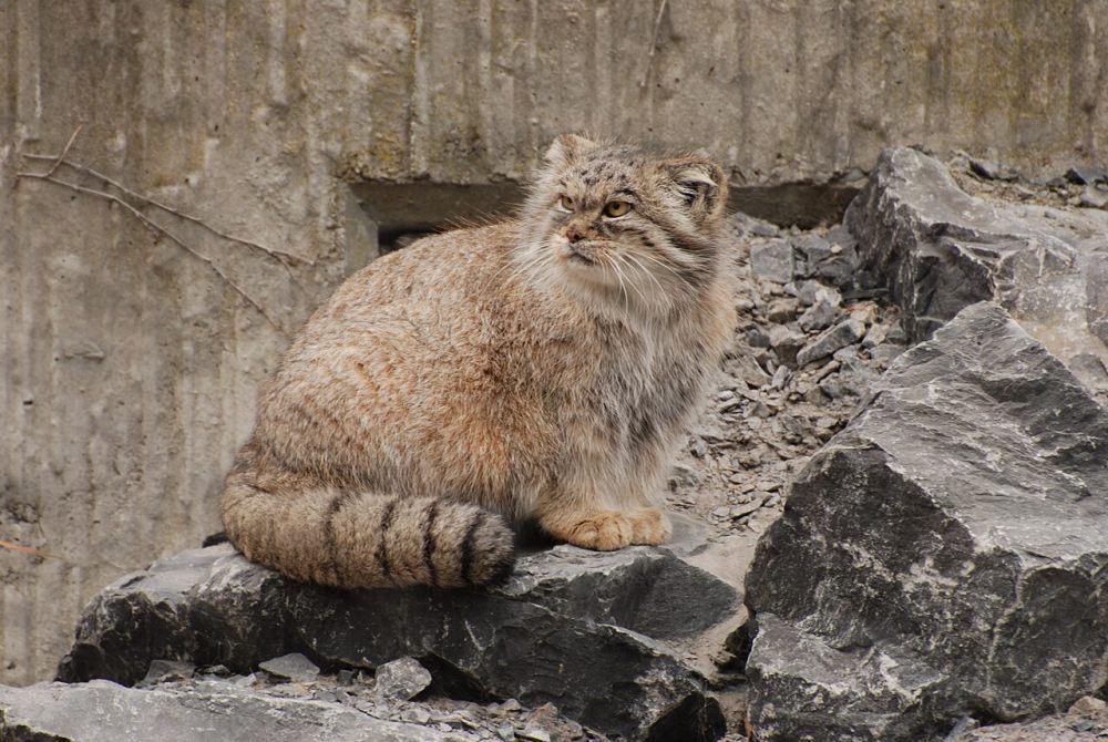 Kucing liar (commons.wikimedia.org/Winkelbohrer)