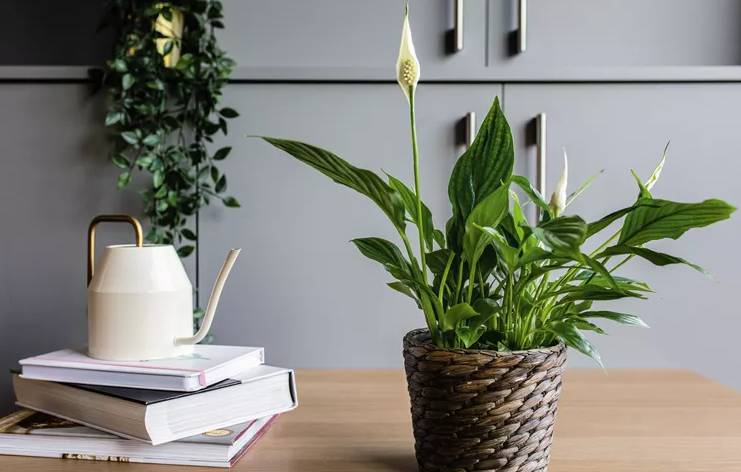 ilustrasi tanaman peace lily (www.thespruce.com)
