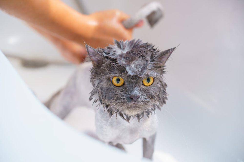 ilustrasi kucing mandi (pexels.com/Karin Chantanaprayura)