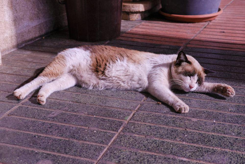 7 Hal Ini Bikin Kucing Trauma dan Gak Mau Dekat Manusia