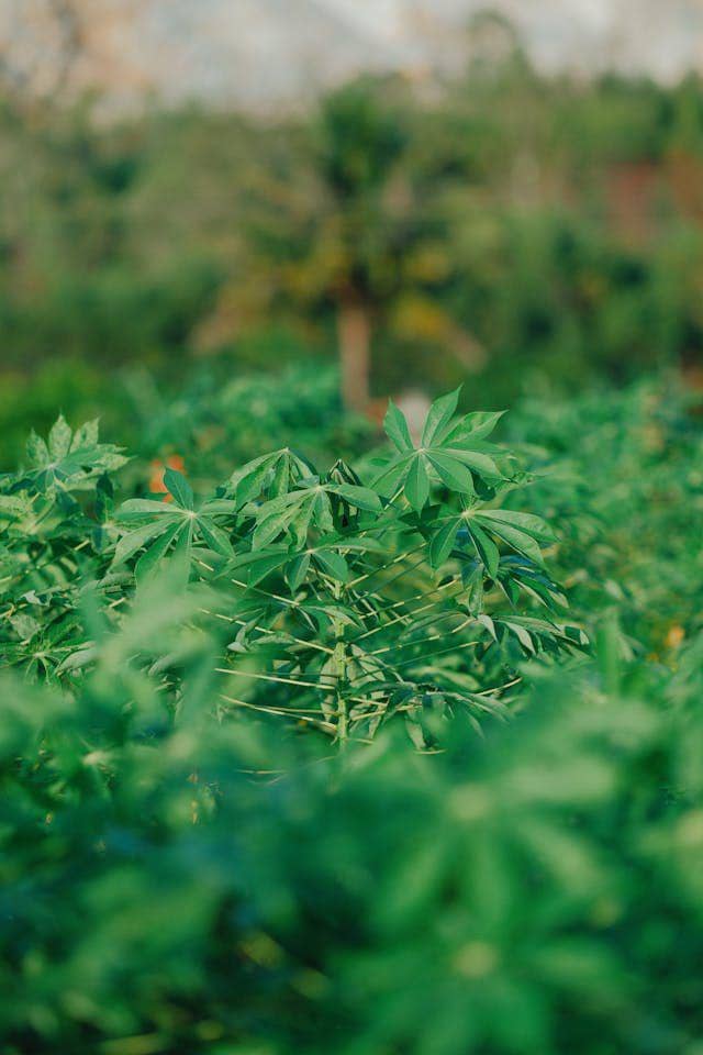 ilustrasi tanaman singkong (pexels.com/ronlach)