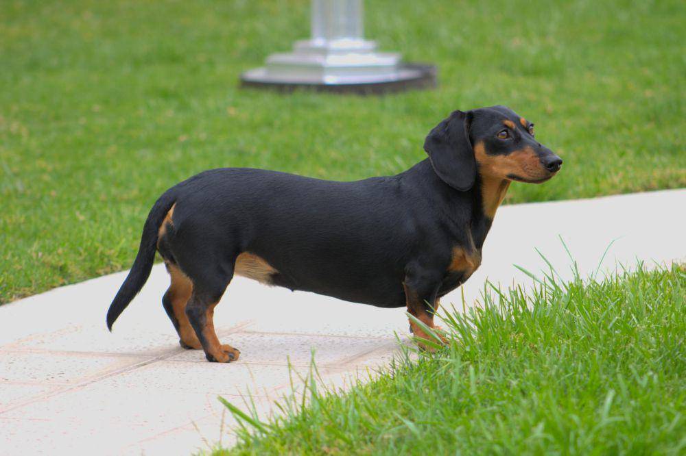 dachshund (pexels.com/Nicolas Cappella)
