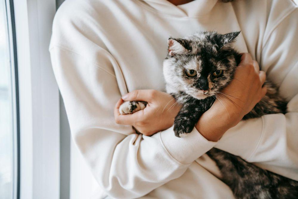 Ilustrasi menggendong kucing (pexels.com/Sam Lion)