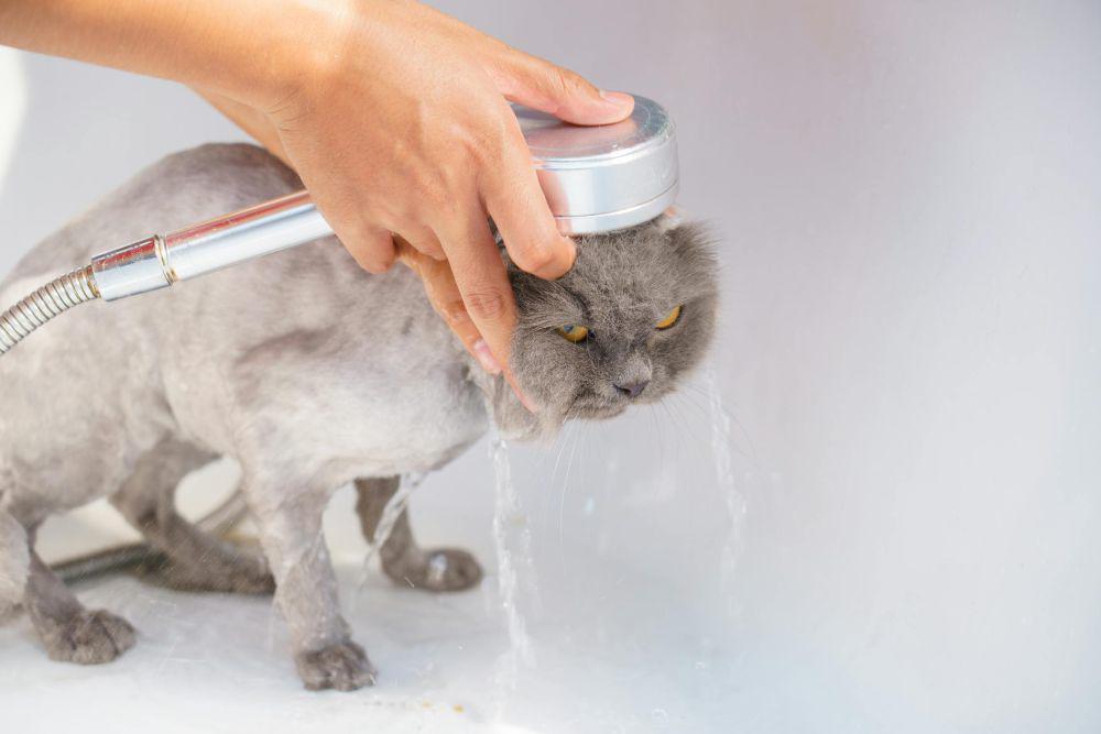 Ilustrasi memandikan kucing (pexels.com/Karin Chantanaprayura)