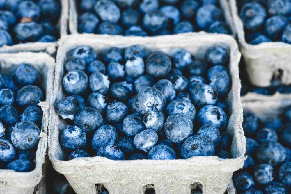 ilustrasi buah Blueberry (pexels.com/vee terzy)