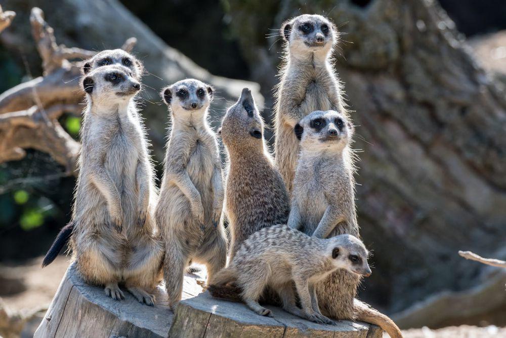 5 Fakta Menarik Meerkat, Menandai Wilayahnya dengan Bakteri