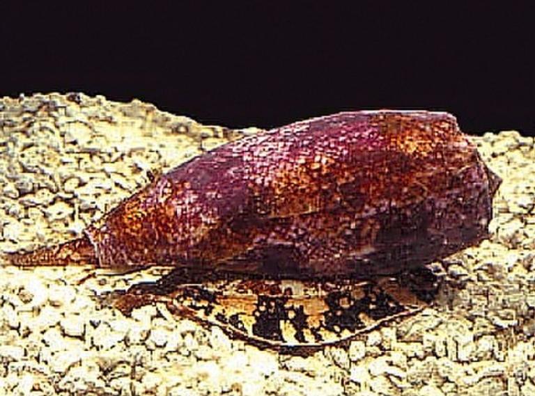 potret siput cone (commons.wikimedia.org/Kerry Matz)