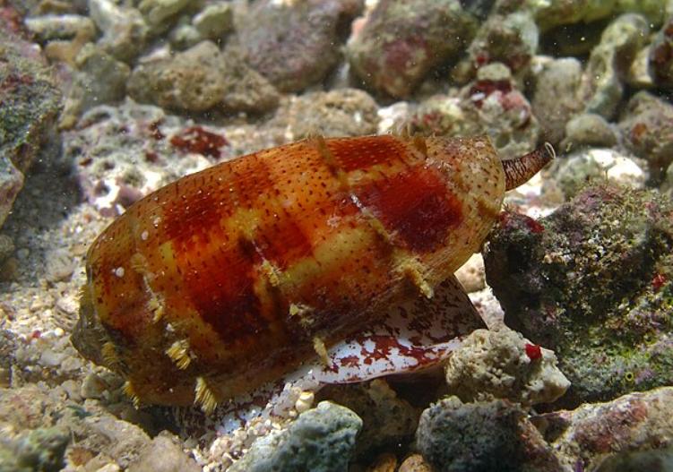5 Fakta Menarik Siput Cone, Cantik tapi Memiliki Racun Mematikan