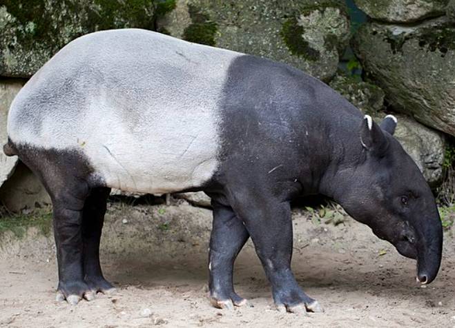 potret tapir malaya (commons.wikimedia.org/Diego Delso)