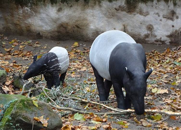 potret tapir malaya (commons.wikimedia.org/AgainErick)