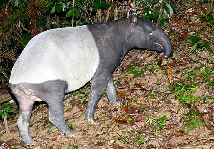 5 Fakta Tapir Malaya, Herbivora Malam yang Misterius