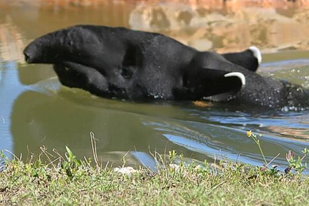 potret tapir malaya (commons.wikimedia.org/David J. Stang)