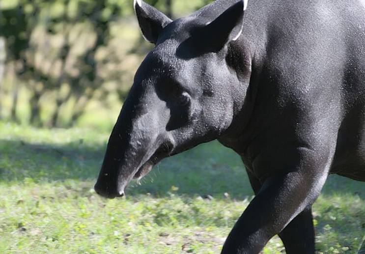 potret tapir malaya (commons.wikimedia.org/David J. Stang)